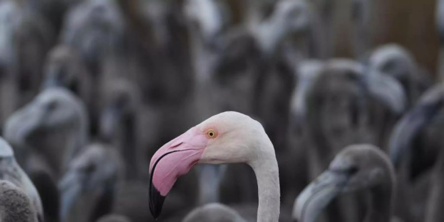 Ein rosaroter Flamingo mit Flamingo-Küken in einem Gehege. Foto: Christophe Simon/AFP/dpa