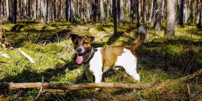 Ein Hund im Wald. Ein Hund