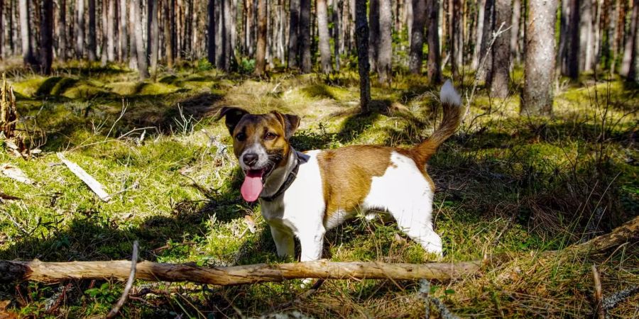 Ein Hund