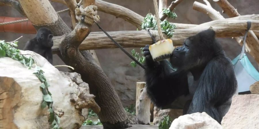 Gorilla in Zoo in Prag