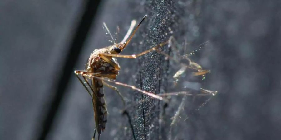 Eine Mücke der Art Aedes vexans hängt an einem Auto. Foto: Patrick Pleul/dpa-Zentralbild/dpa