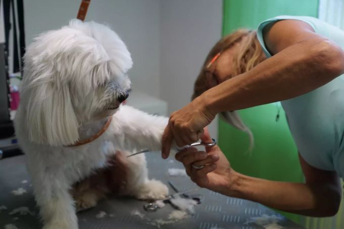 Höchste Konzentration beim Schneiden der Pfoten. Hundesalon Georgli