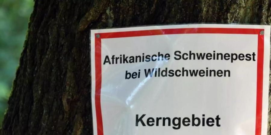 In Brandenburg gibt es mittlerweile 20 bestätigte Fälle der Afrikanischen Schweinepest. Foto: Bernd Settnik/dpa-Zentralbid/dpa