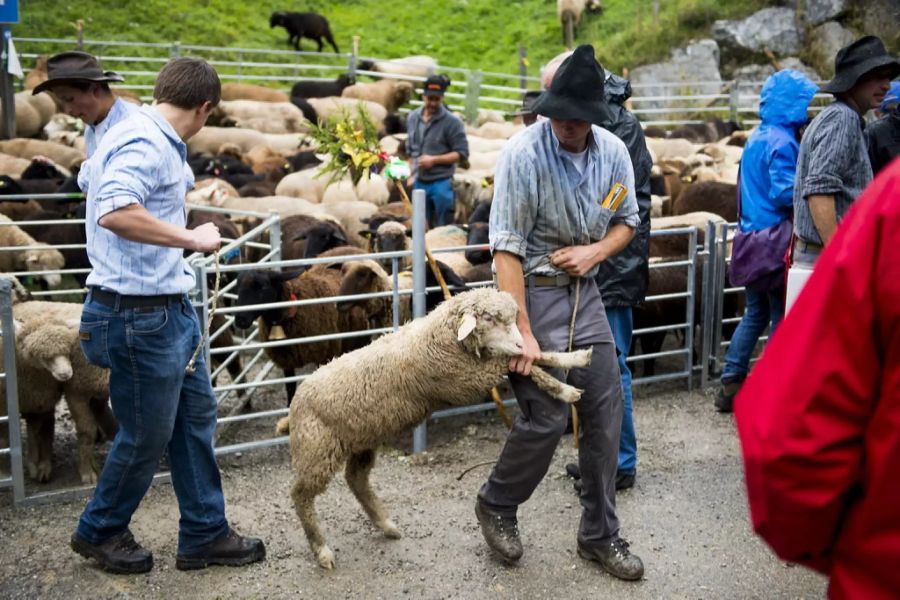 In Jaun werden Traditionen noch gelebt – wie die Schafscheid im September.