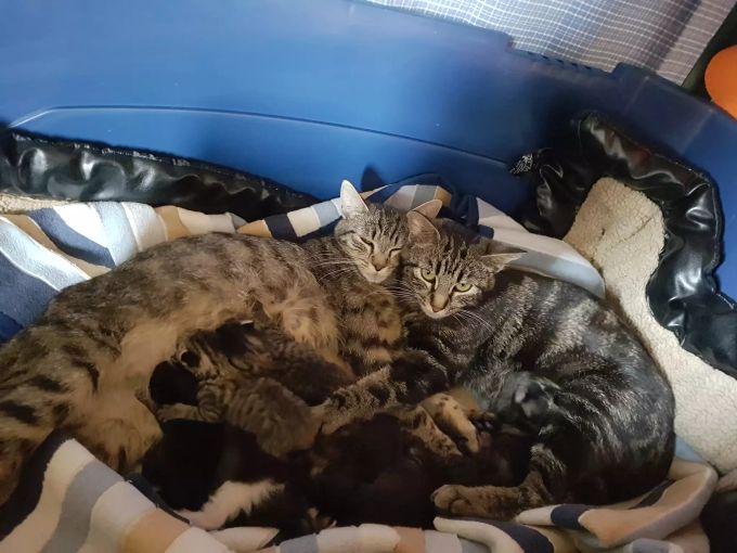 Zwei Mütter mit ihren Jungen warten im Tierheim Strubeli auf ein neues Zuhause. Strubeli