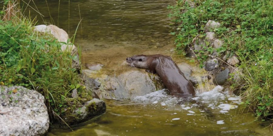 Fischotter Tierpark Goldau