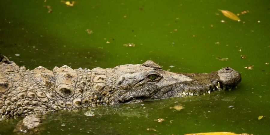 Krokodil in einem Zoo