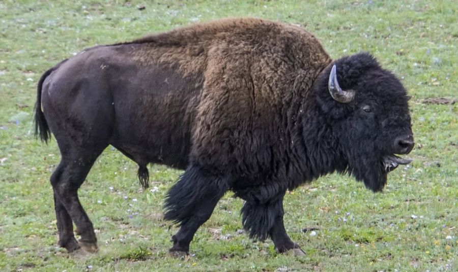 Bison