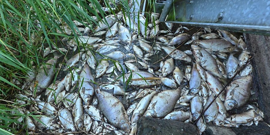 Tote Fische haben sich an einem Wehr im deutsch-polnischen Grenzfluss Westoder, nahe dem Abzweig vom Hauptfluss Oder, auf der Wasseroberfläche gesammelt. Foto: Patrick Pleul/dpa