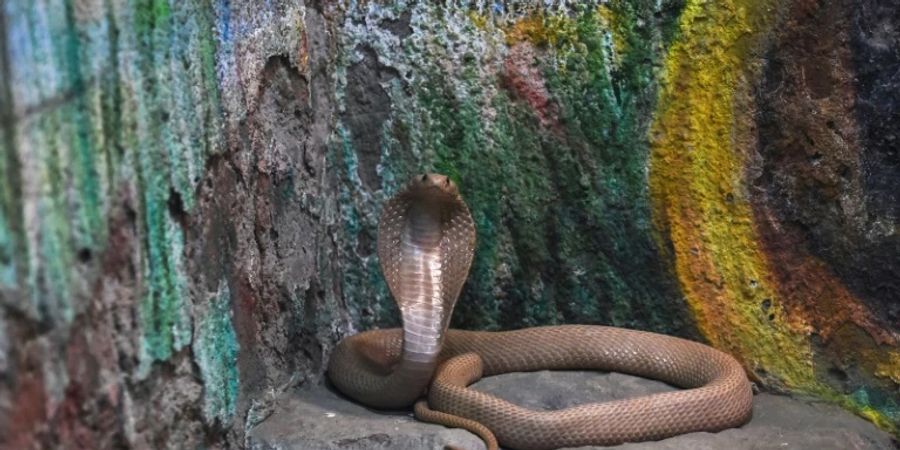 Brillenschlange in indischem Zoo