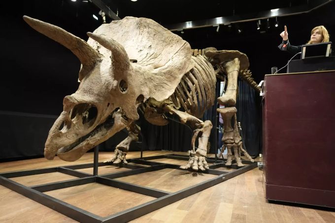 Das Skelett des Triceratops. APTOPIX France Triceratops