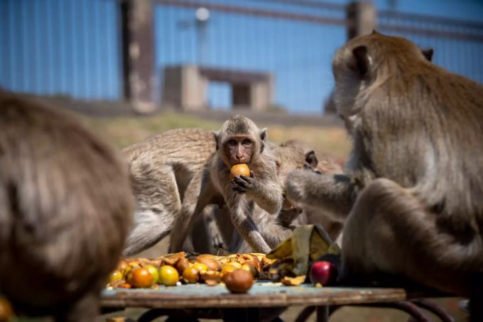 Affen in Thailand erhalten ein Festessen. affen