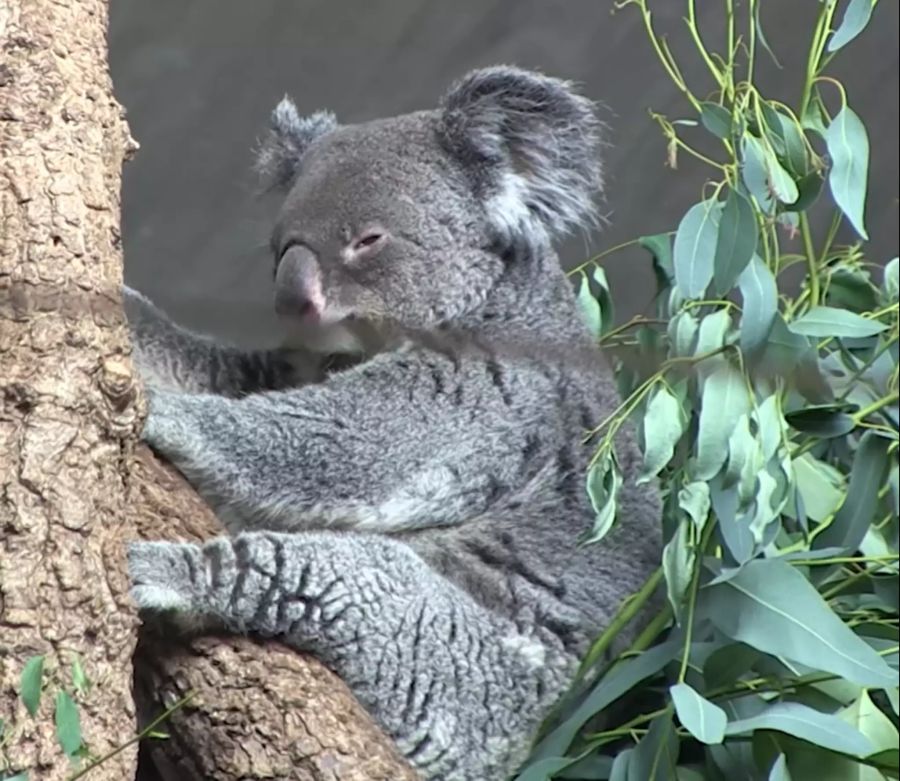 koala