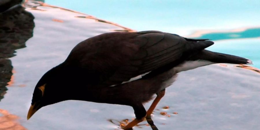 Mynah