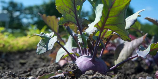 Blauer Kohlrabi im Garten.