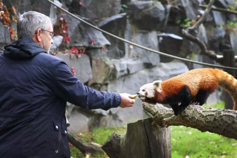 Nachdem sich die beiden kennengelernt haben, frisst Panda Urs aus der Hand von Götti Urs Fischer.