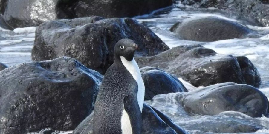 Der reisefreudige Adéliepinguin aus der Antarktis wurde in Neuseeland aufgepäppelt und in der Magnet Bay auf der Banks-Halbinsel wieder ausgesetzt (zVg STUFF).