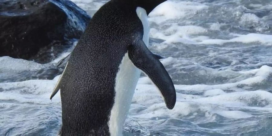 Ein bereitgestelltes Bild zeigt einen Adeliepinguin auf den Felsen der Magnet Bay auf der Halbinsel Banks ausserhalb von Christchurch. Foto: Allanah Purdie/AAP/dpa