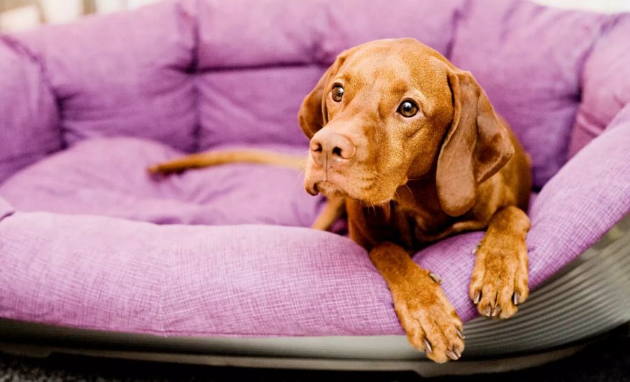 Der Hund sitzt und wartet.