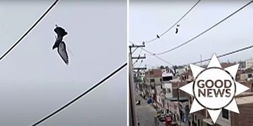Peru Vogel