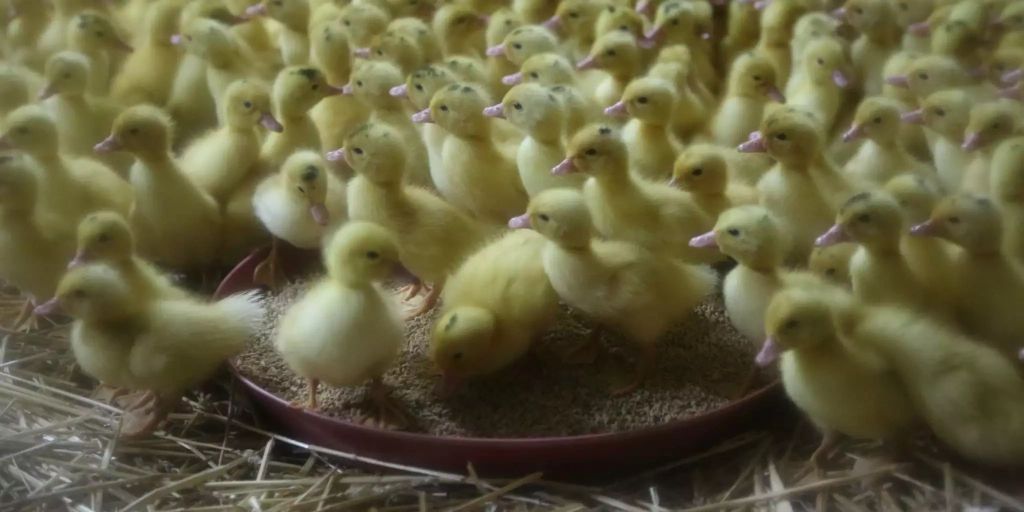 Foie Gras: Könnten Sie täglich zwölf Kilogramm Spaghetti essen? Foie Gras: Könnten Sie täglich zwölf Kilogramm Spaghetti essen?