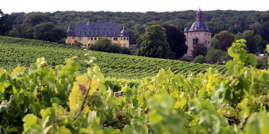 Wein Reben Schloss Wald