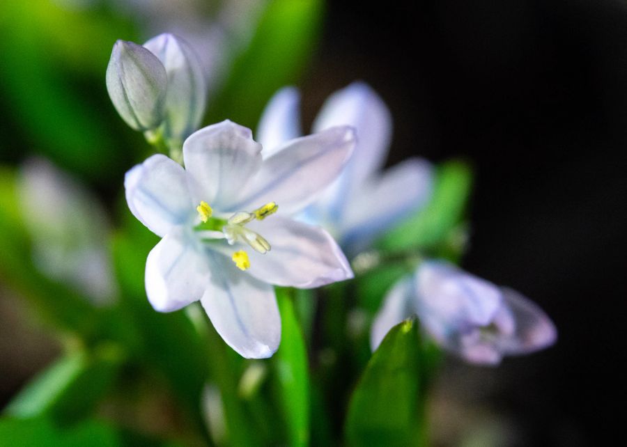 Weisse blüte