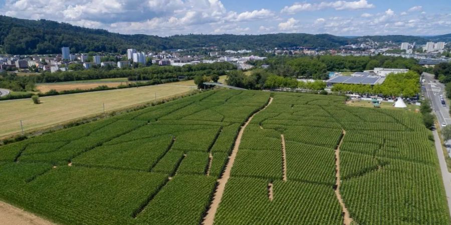 Maislabyrinth Wettingen aus der Vogelperspektive - Baden