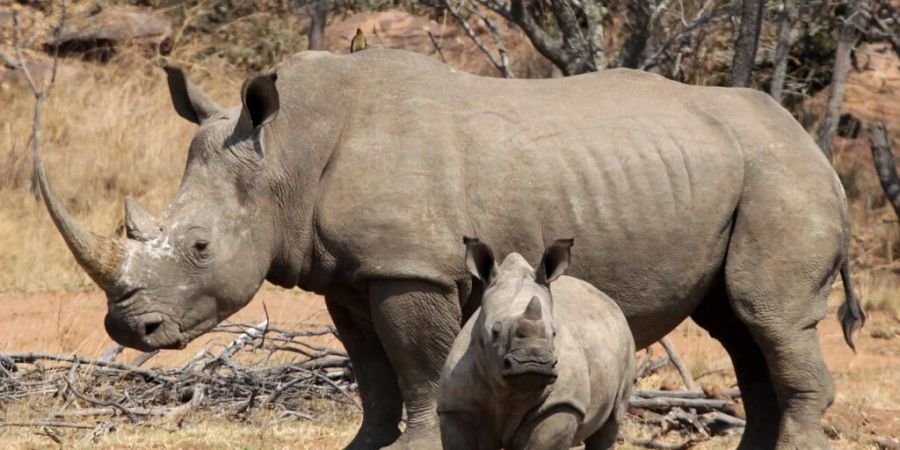 Das 45 Jahre alte Handelsverbot von Nashorn-Horn soll bestehen bleiben. (Archivbild)