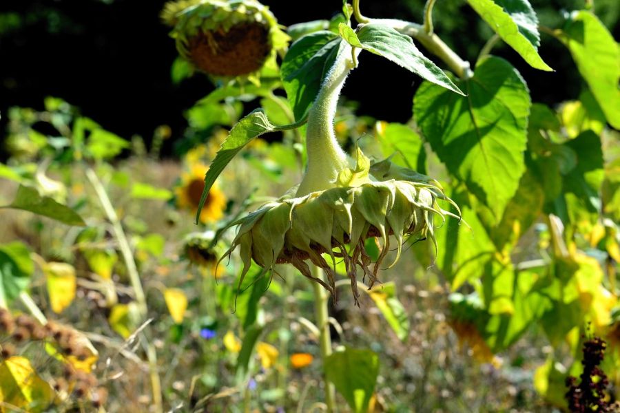 Sonnenblumen Feld welk Samen