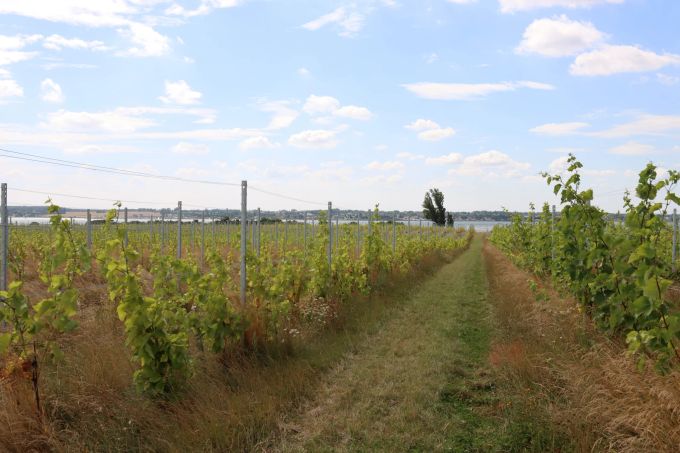 Tusen Vin ist ein kleines Weingut am Holbækfjord. Weingut Reben Meer Dänemark Gräser