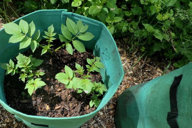Kartoffelanbau im Sack
