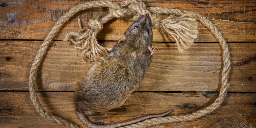 Auch Seile kommen bei Ratten gut an.