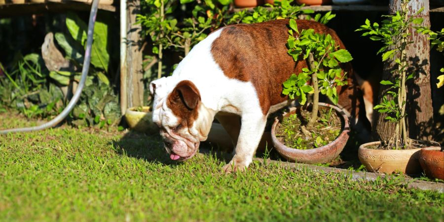 Hund im Garten