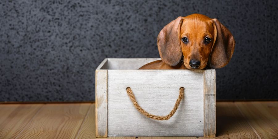 Hund in Box