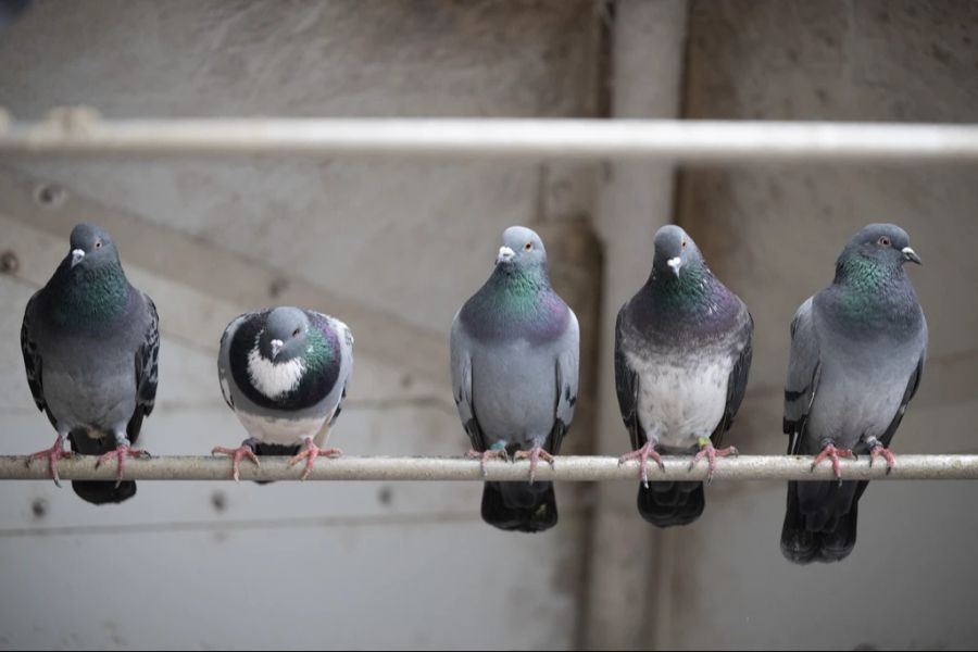 Andererseits würden einige Leute, kiloweise Vogelfutter für die Tauben streuen. (Symbolbild)