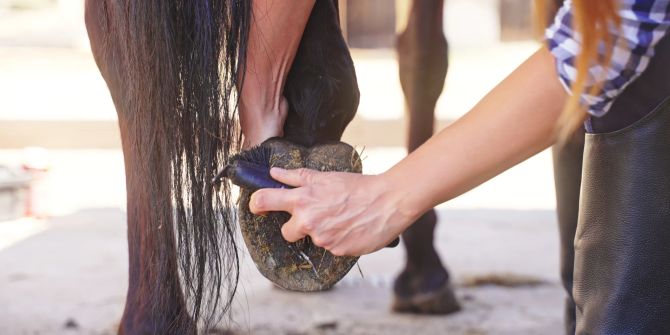 Reinigung einer Pferdehufe
