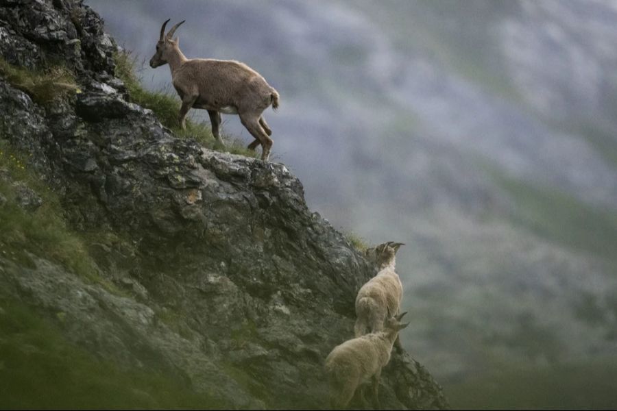 Krankheitszüge der Gämsblindheit kommen in Graubünden beim Steinbock und bei Gämsen immer wieder vor.