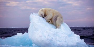 Eisbär