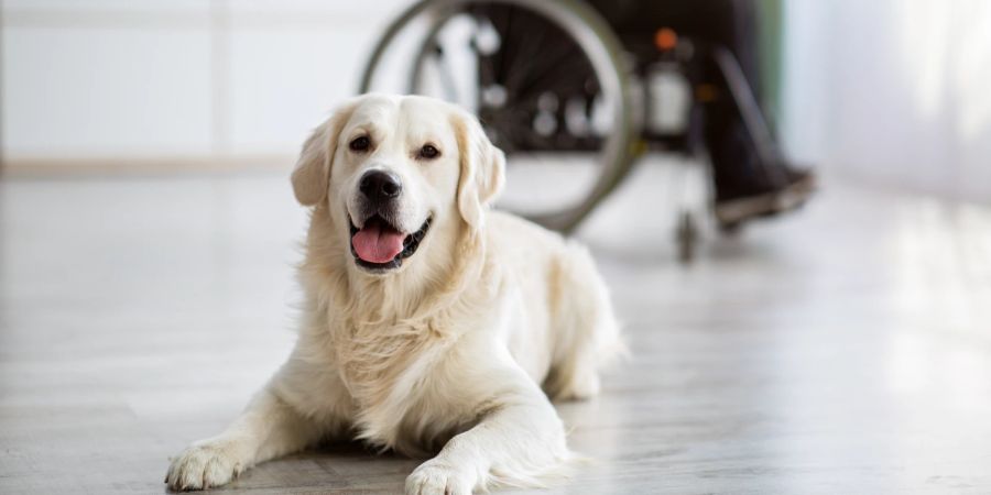 Hund, Rollstuhl im Hintergrund