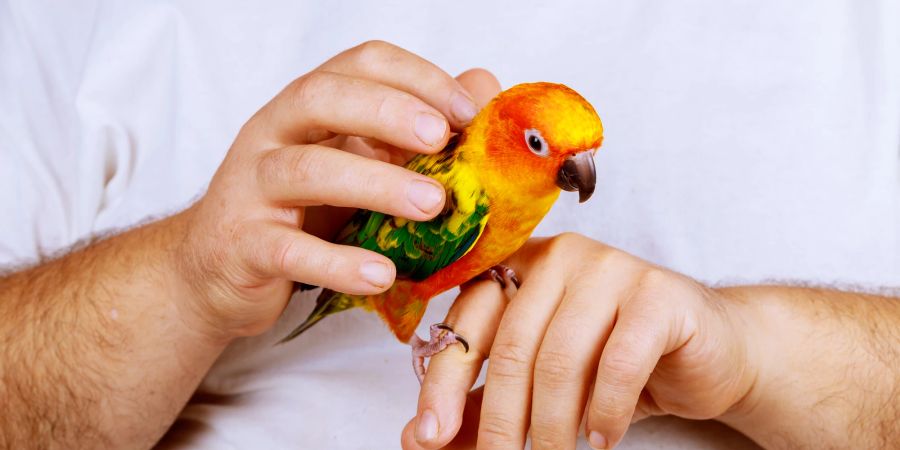 Vogel auf der Hand eines Mannes