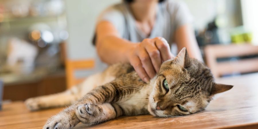 Katze liegt auf dem Tisch, wird gekrault