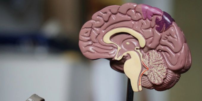 Körperliche Aktivität sei für die neuronale und kognitive Gesundheit von Menschen mit und ohne Alzheimer-Risiko nach wie vor vorteilhaft. (Symbolbild) Gehirn Modell