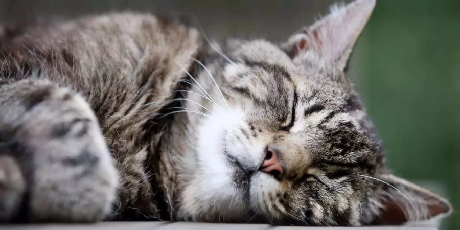 Die betroffene Person hat sich bei seiner Katze mit der Beulenpest angesteckt.