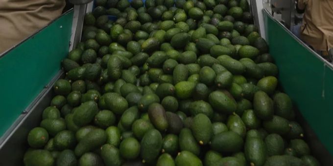 Bei einer Verkehrskontrolle in den USA wurden 34'000 gestohlene Avocados in einem Lastwagen gefunden. (Symbolbild) Avocados
