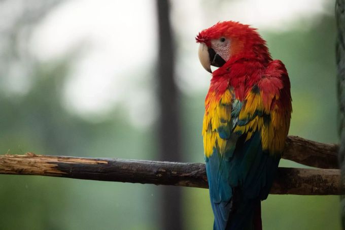 Ein exotischer Vogel, dieser Paul. tinder