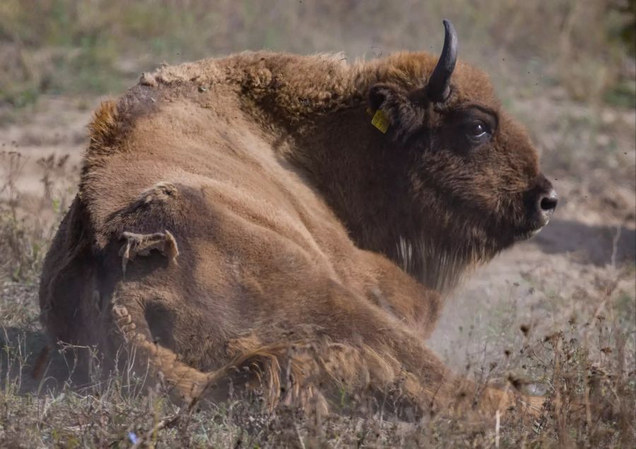 Wisent im Nationalpark