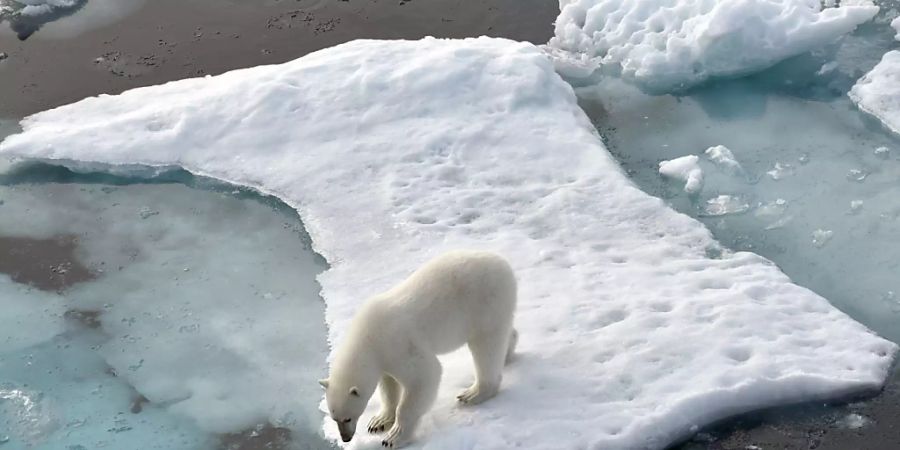 ARCHIV - Ein Eisbär steht im Nordpolarmeer auf einer Eisscholle. Der mehrstündige «Climate Ambition Summit» am 5. Jahrestag des Beschlusses des UN-Klimaabkommens wird per Livestream übertragen. Foto: Ulf Mauder/dpa