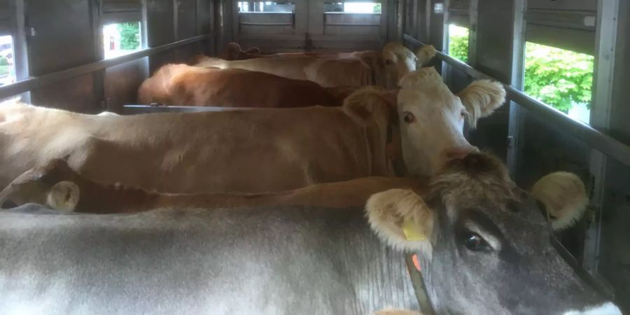 Schwerpunktkontrollen bei Tiertransporten