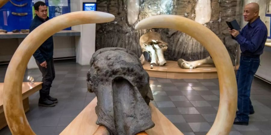 Mammut-Fund aus dem russischen Permafrost